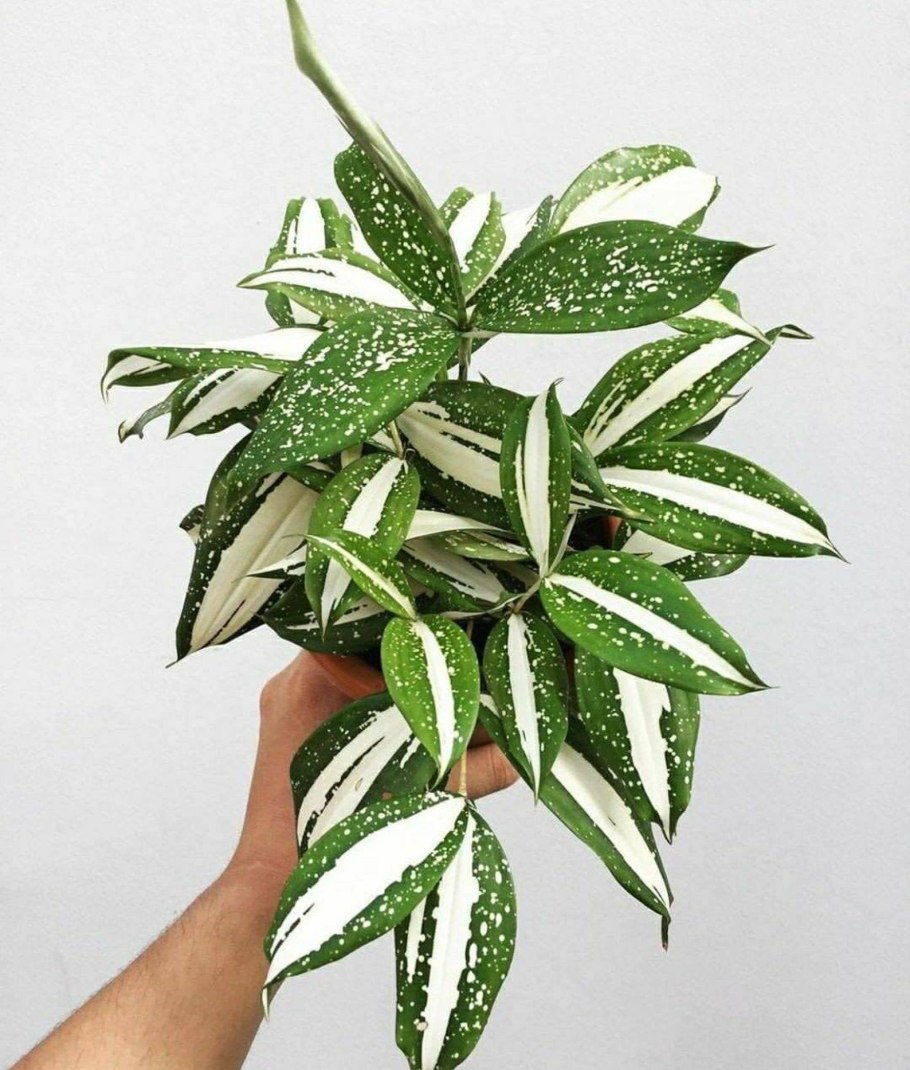 Драцена Годсефа Флорида Бьюти