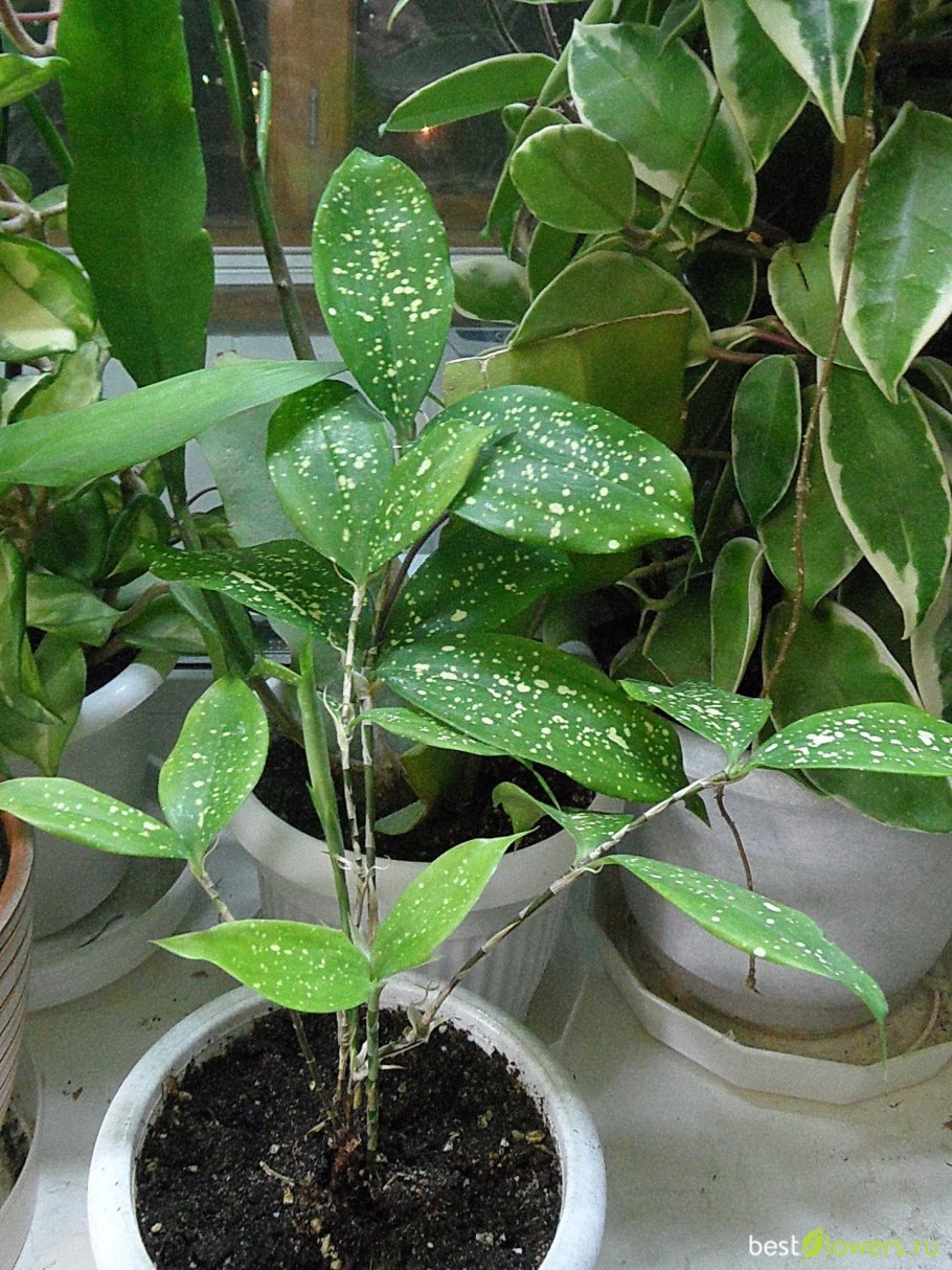 Драцена Годсефа (Dracaena godseffiana)