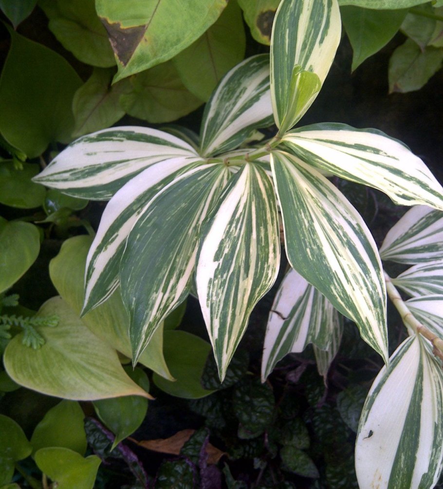 Драцена длиннолистная