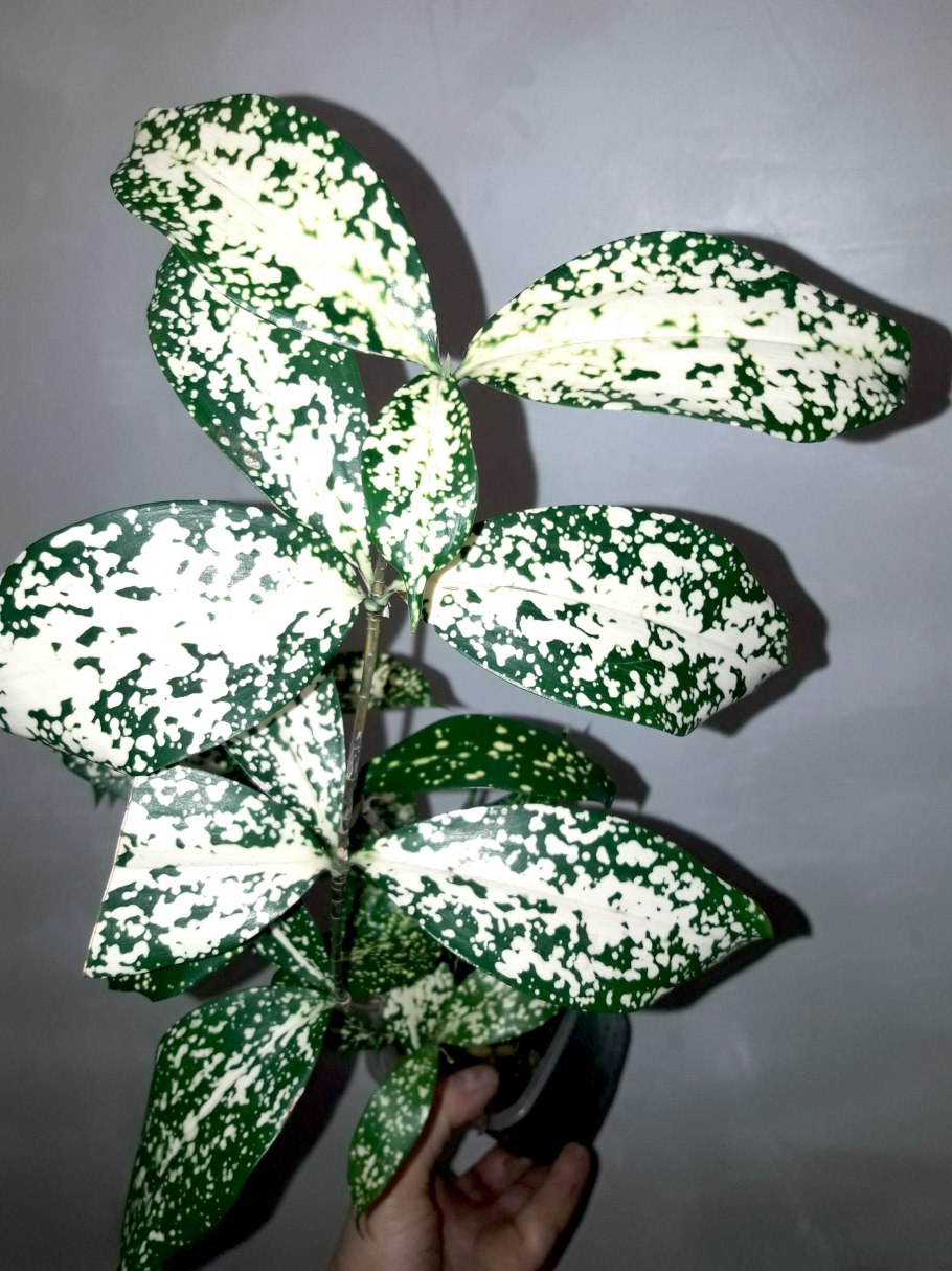 Драцена Годсефа Флорида Бьюти