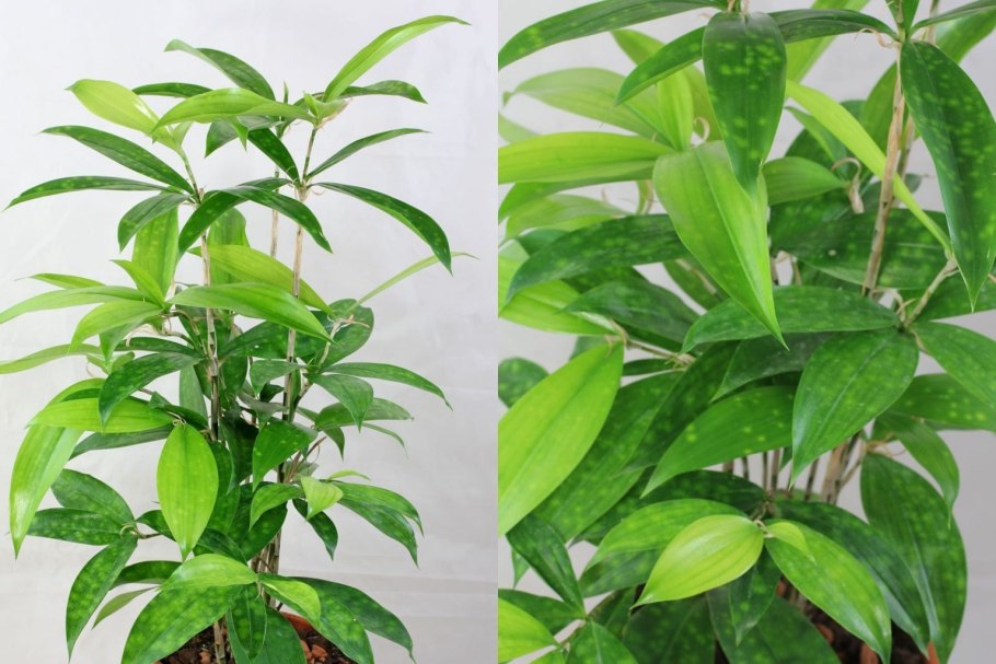 Драцена surculosa "Milky way" 300р.