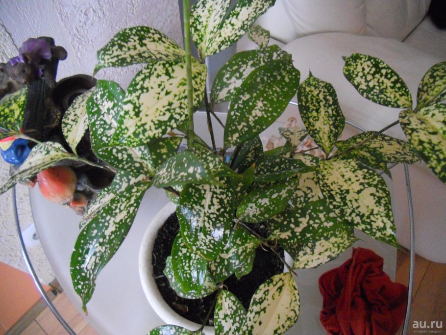 Драцена Годсефа Майк