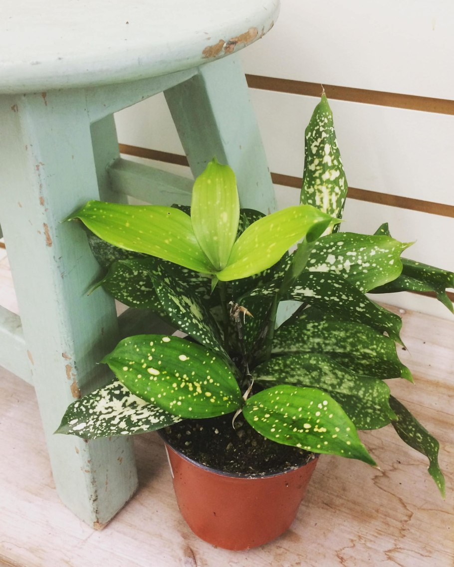 Суркулоза Драцена Годсефа суркулоза