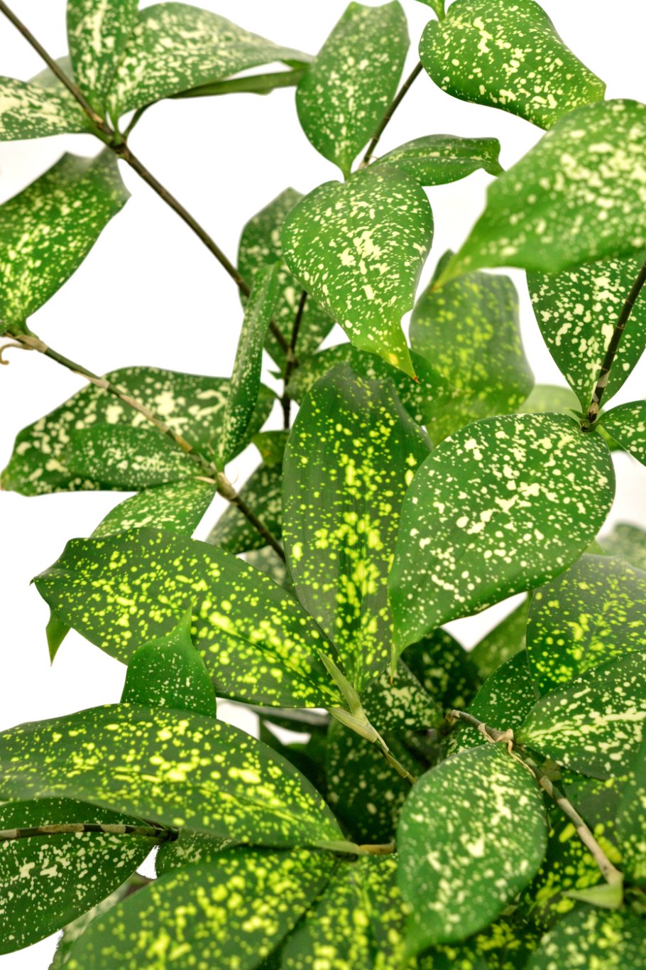 Драцена суркулоза