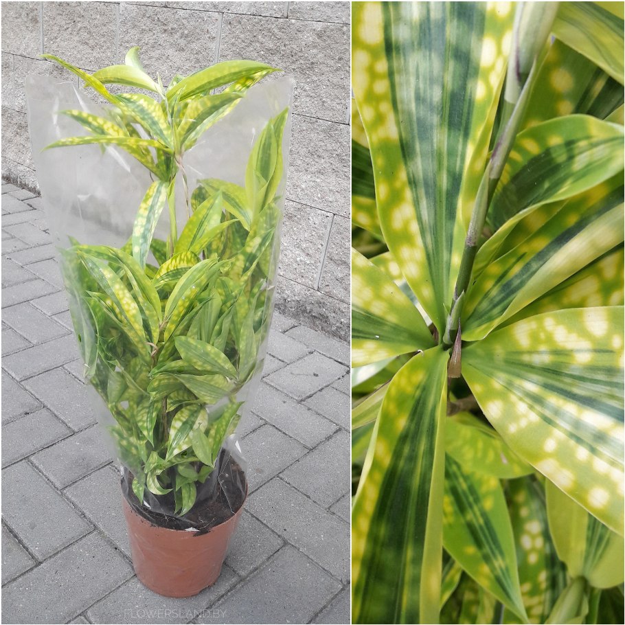 Драцена Годсефа Флорида Бьюти