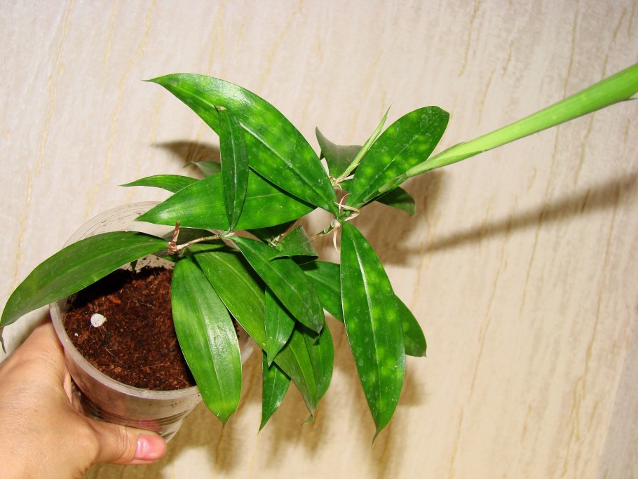 Драцена Годсефа и аукуба