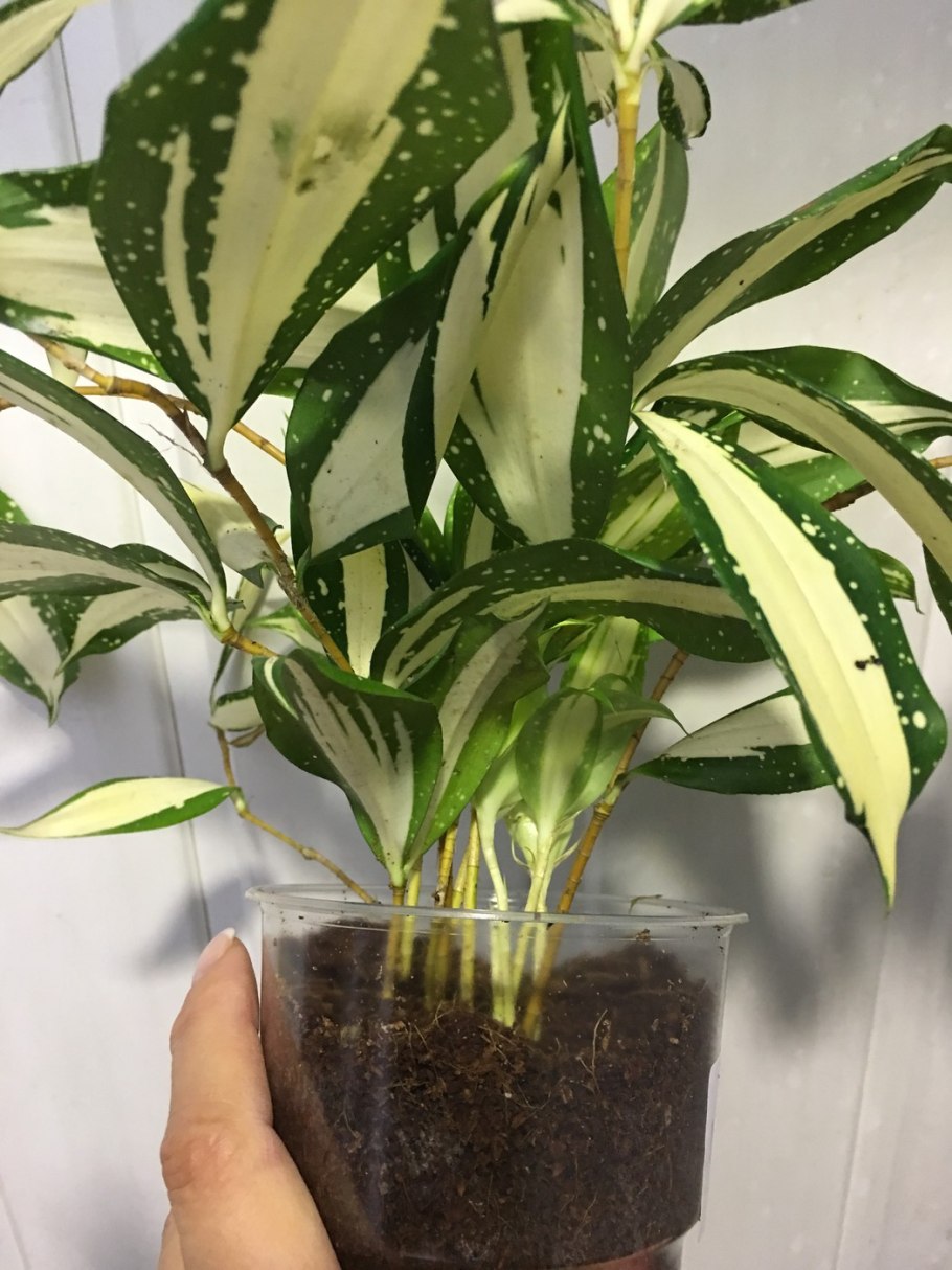 Драцена годсефа майк