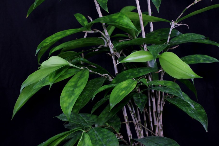 Драцена годсефа суркулоза