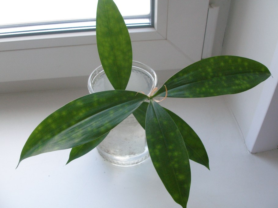 Драцена Годсефа суркулоза