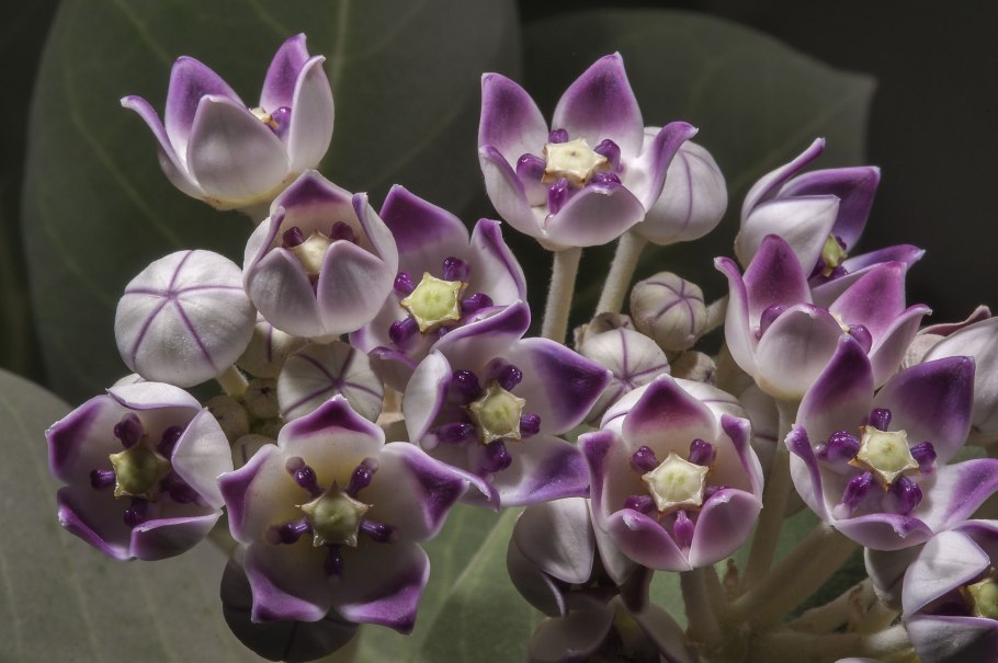 Calotropis gigantea растение