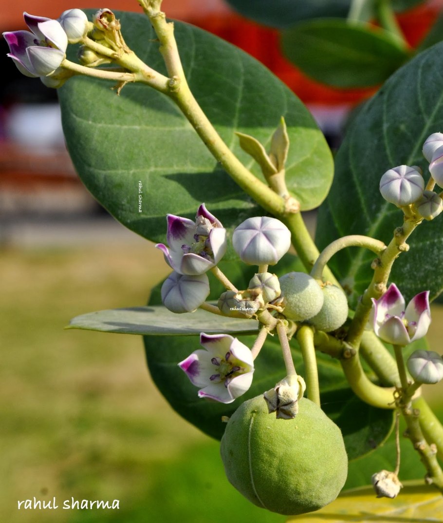 Calotropis gigantea (Калотропис)