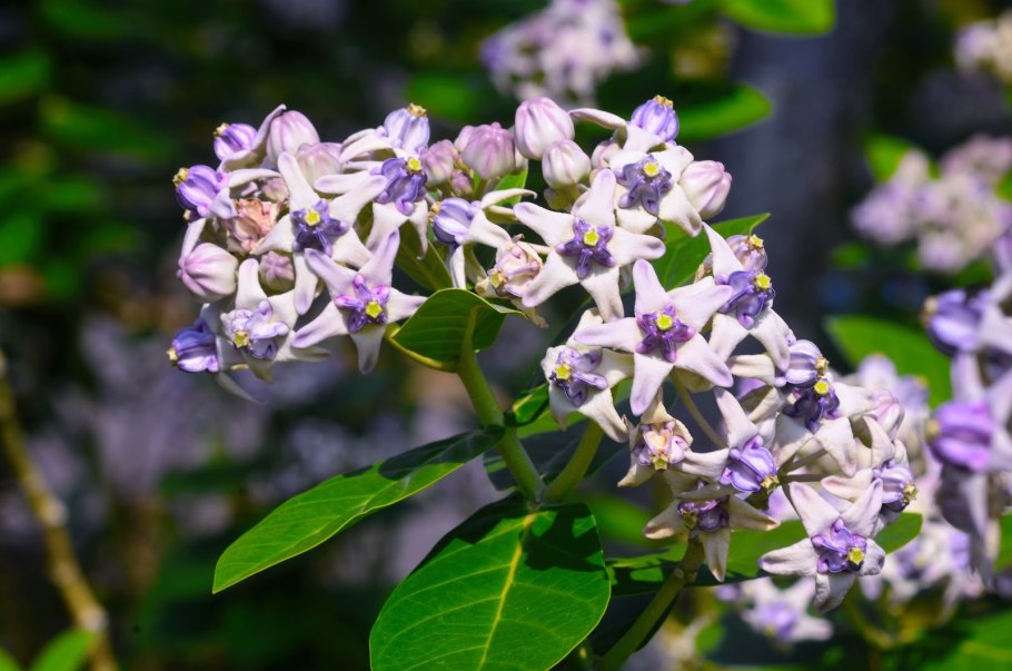 Calotropis gigantea (Калотропис)