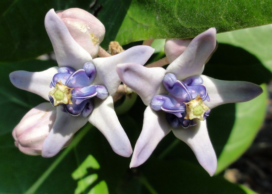 Calotropis procera Содомское яблоко