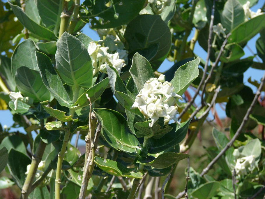 Calotropis gigantea