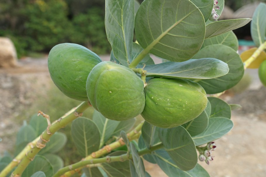 Calotropis gigantea (Калотропис)