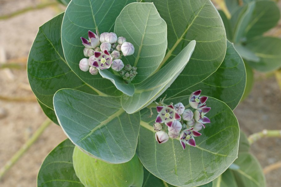 Calotropis gigantea (Калотропис)