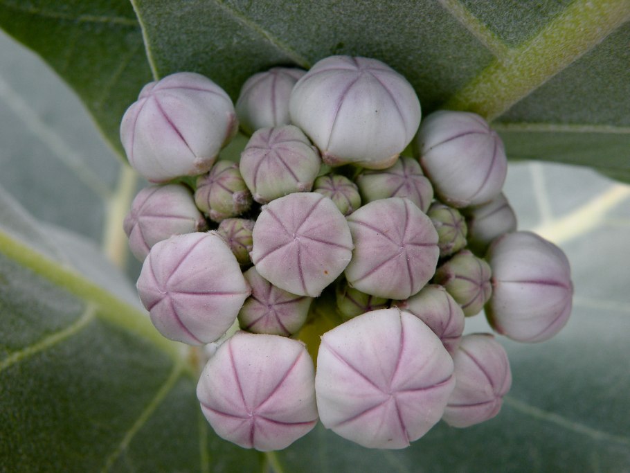 Calotropis gigantea растение