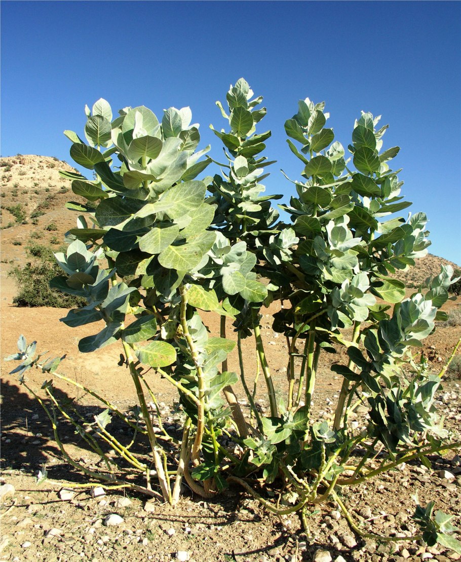 Calotropis gigantea (Калотропис)