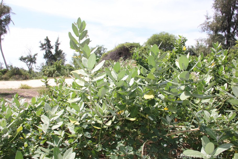 Калотропис высокий