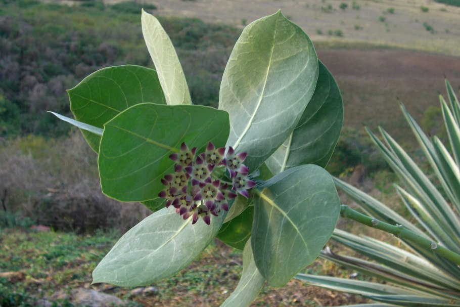 Содомово яблоко Calotropis procera