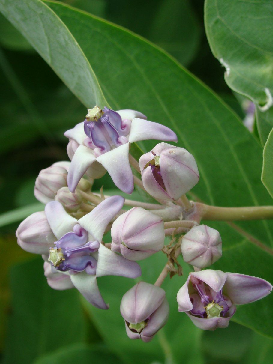 Calotropis procera Содомское яблоко