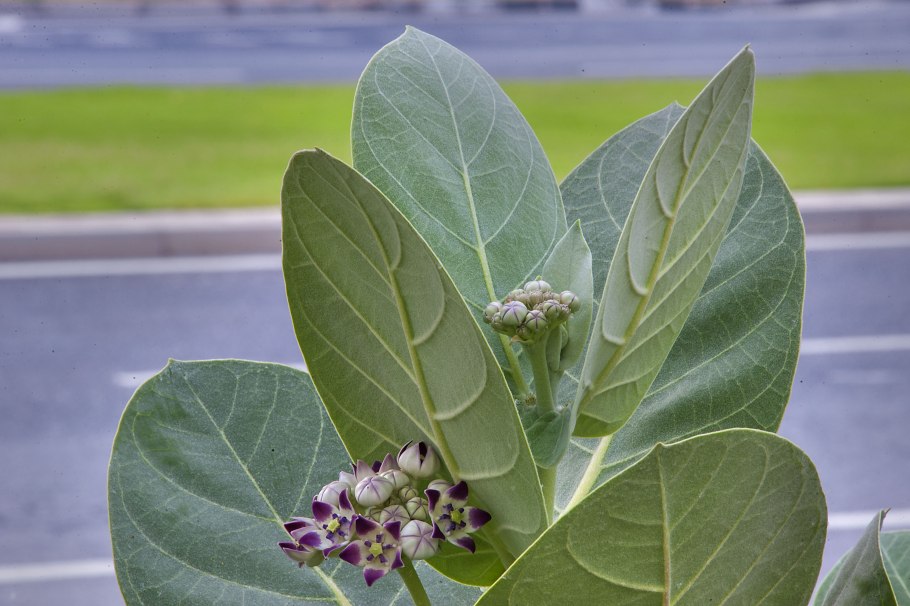 Калотропис высокий