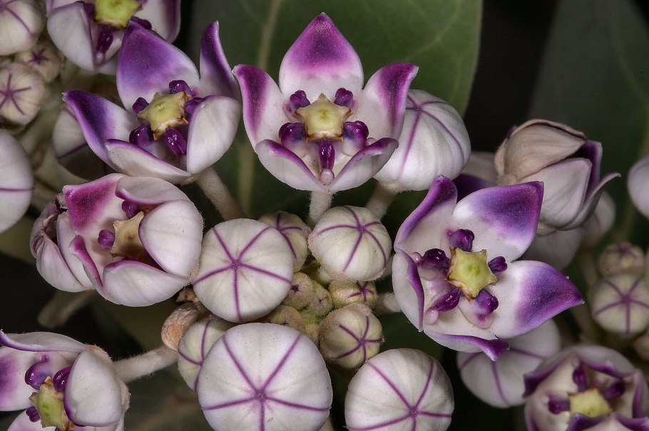 Калотропис гигантея