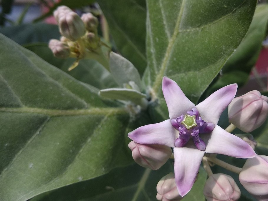 Calotropis procera Содомское яблоко