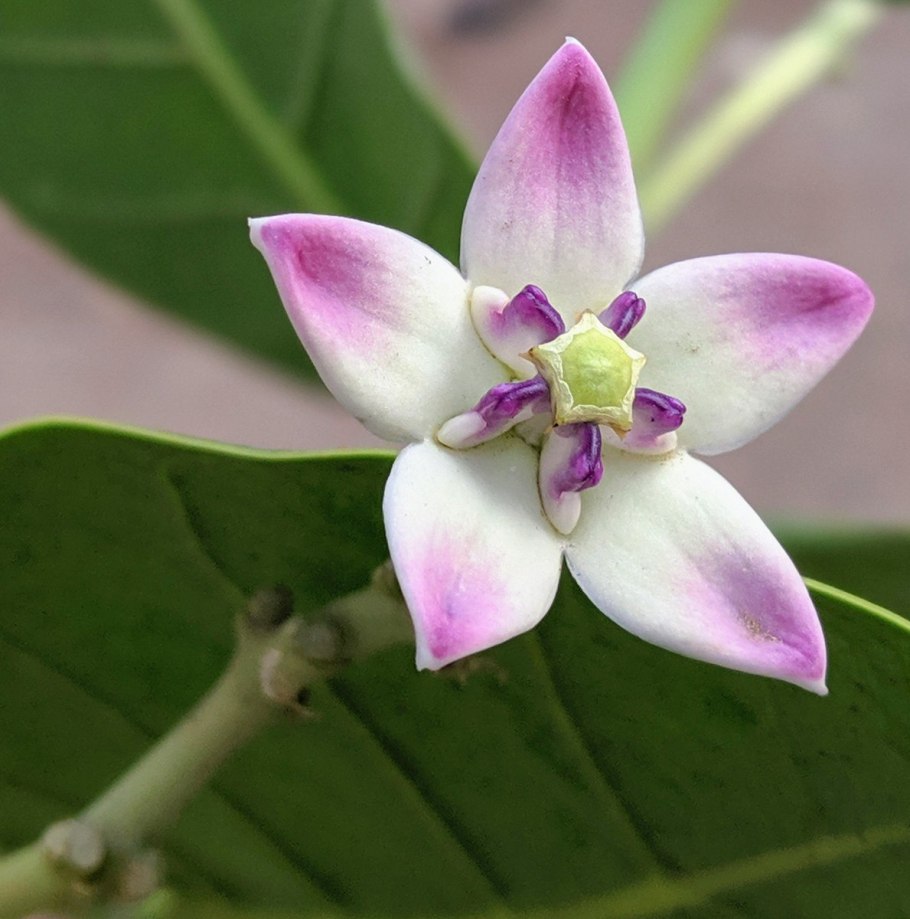 Растение Калотропис