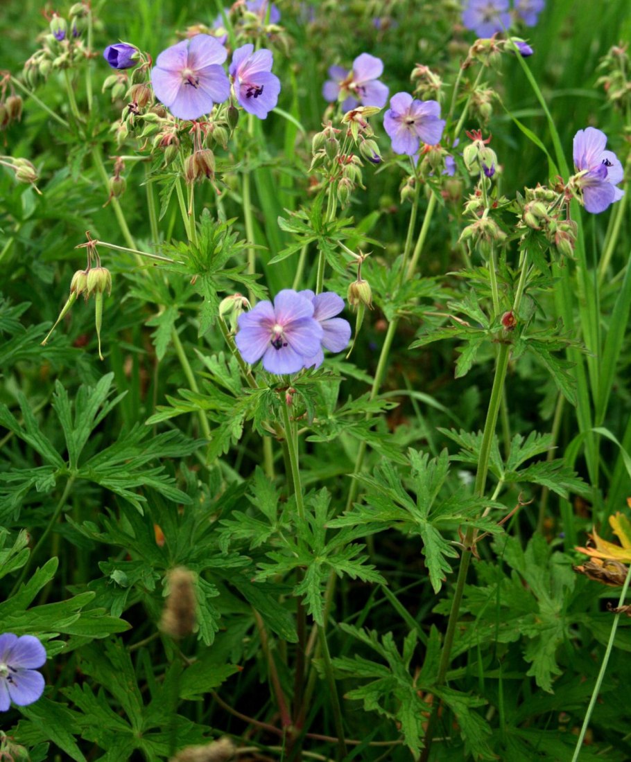 Герань Лилак айс