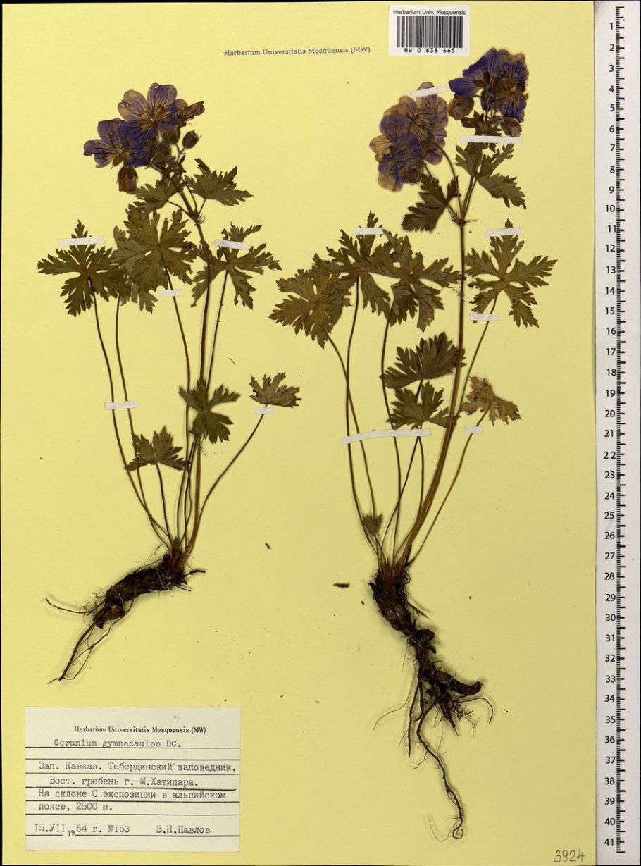 Герань голостебельная описание