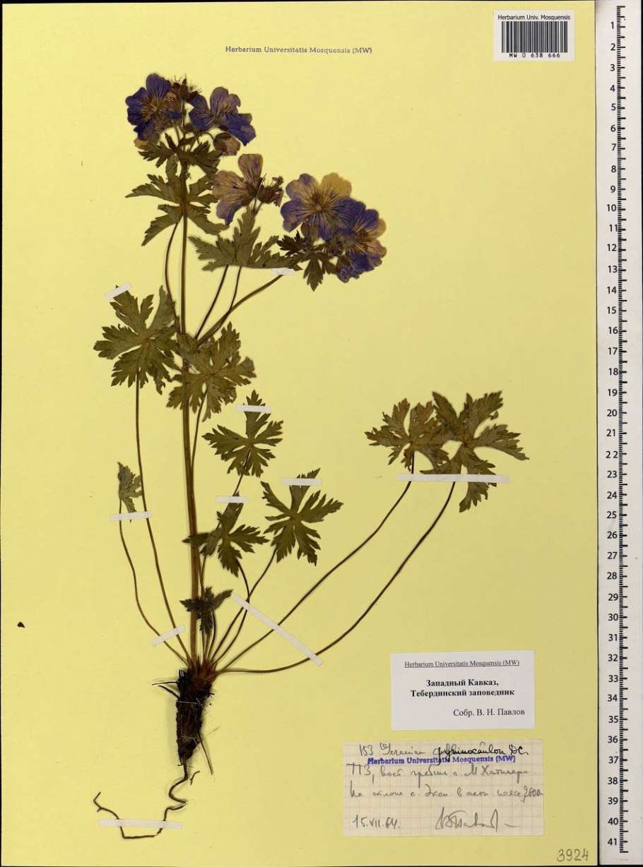 Герань Лесная