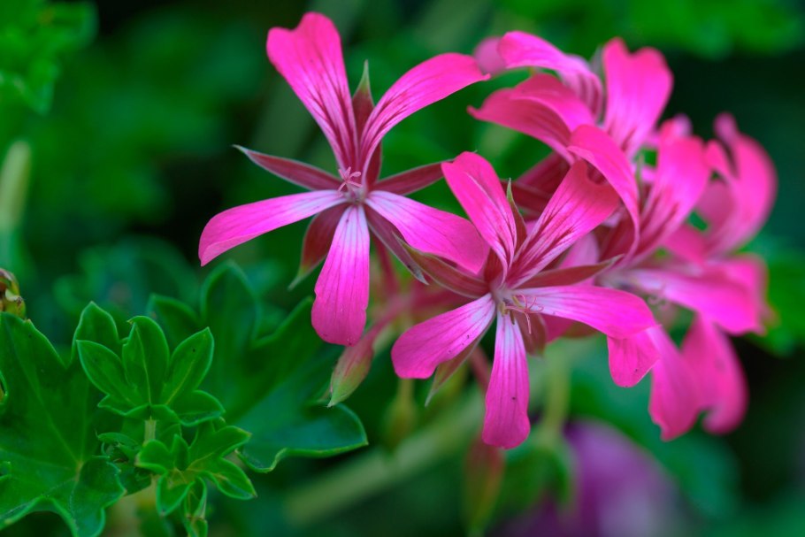 Герань Лесная журавельник