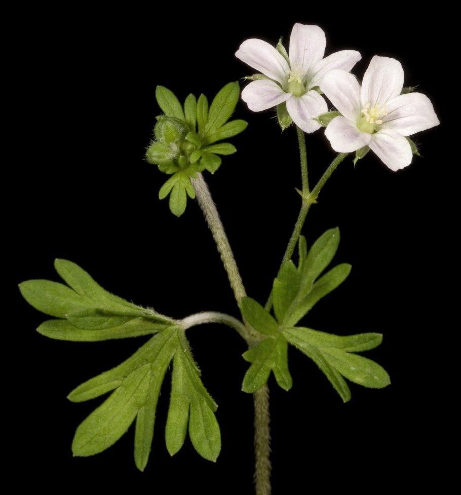 Герань Сабкулесценс (Geranium subcaulescens)
