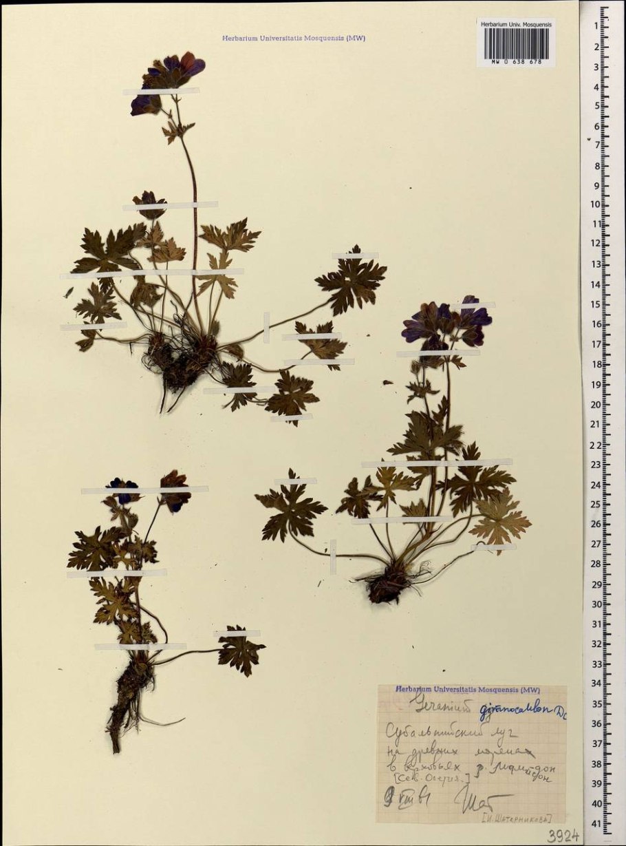 Герань волосистоцветковая