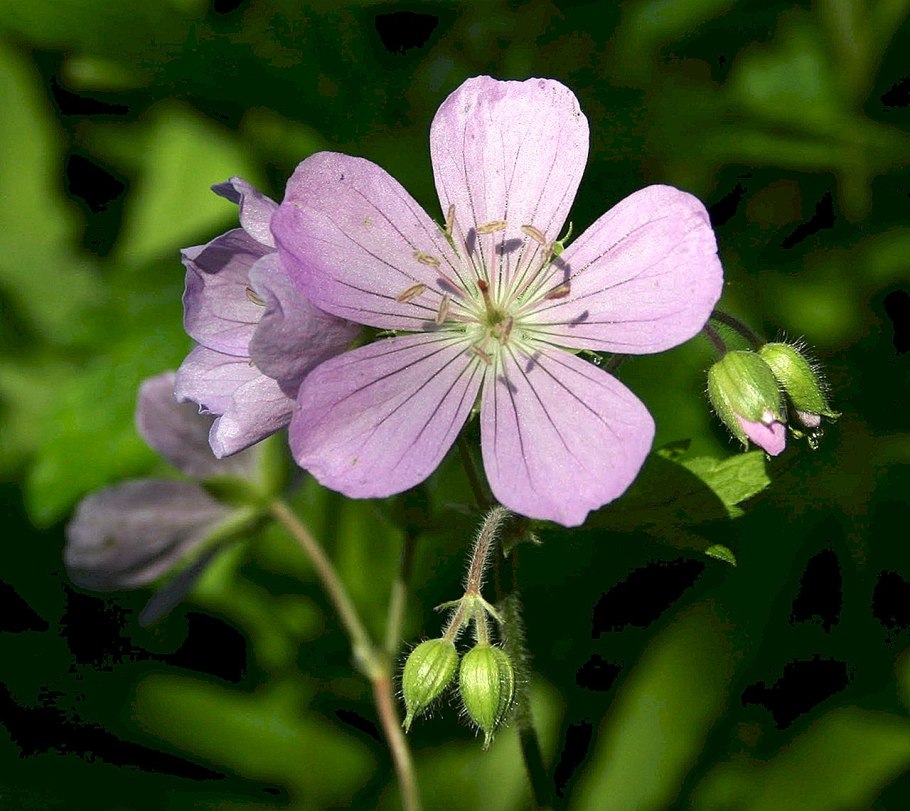 Герань мелкоцветковая