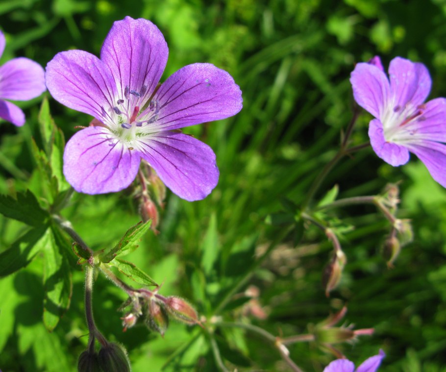Герань рассеченная семена