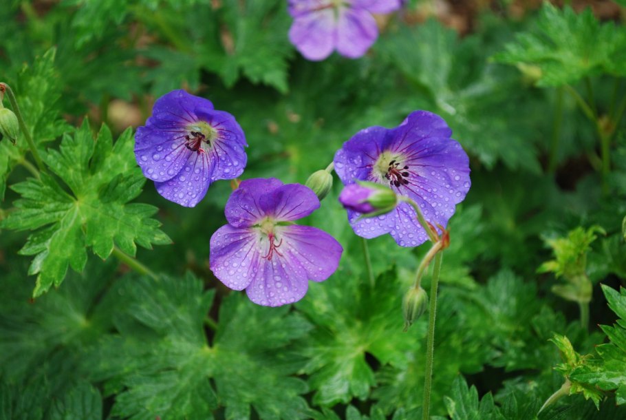 Geranium maculatum