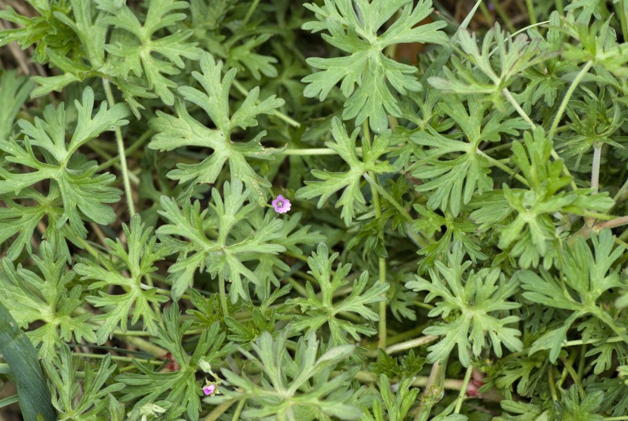 Герань гибридная Розанна