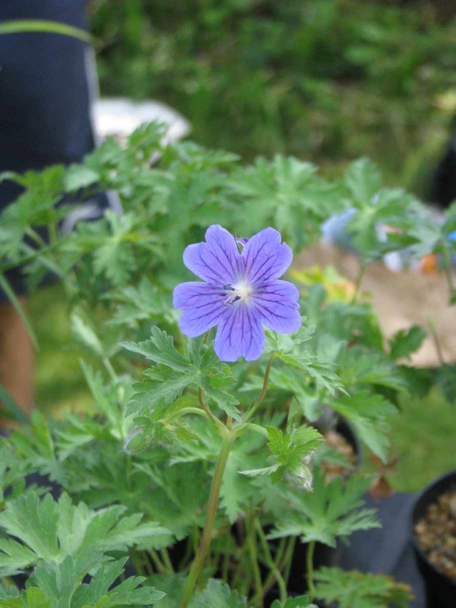 Geranium gymnocaulon