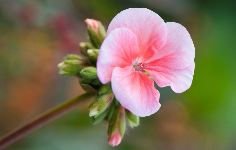 Герани мохнатые