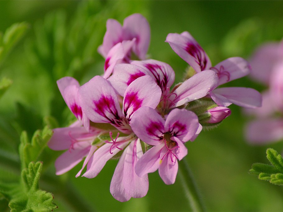 Герань Луговая корневая система