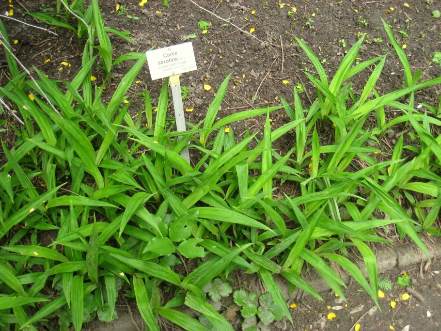 Carex serotina