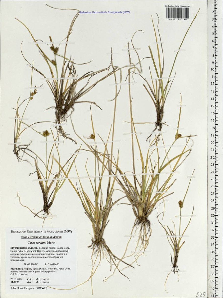 Carex serotina