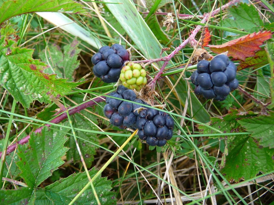 Ежевика сизая (BLACKBERRY)