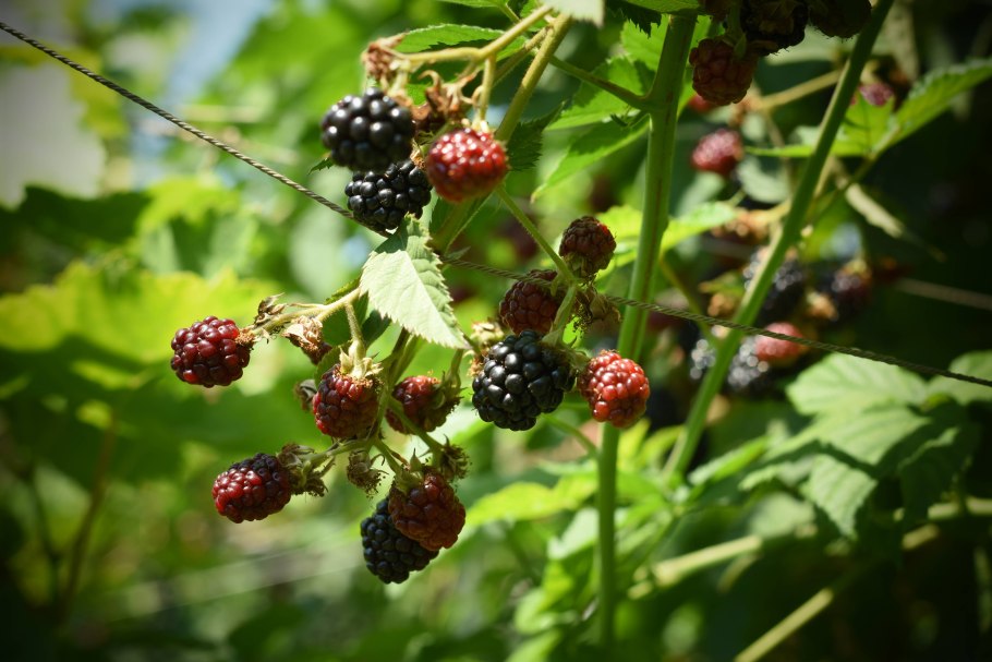 Ежевика бесшипная красавица