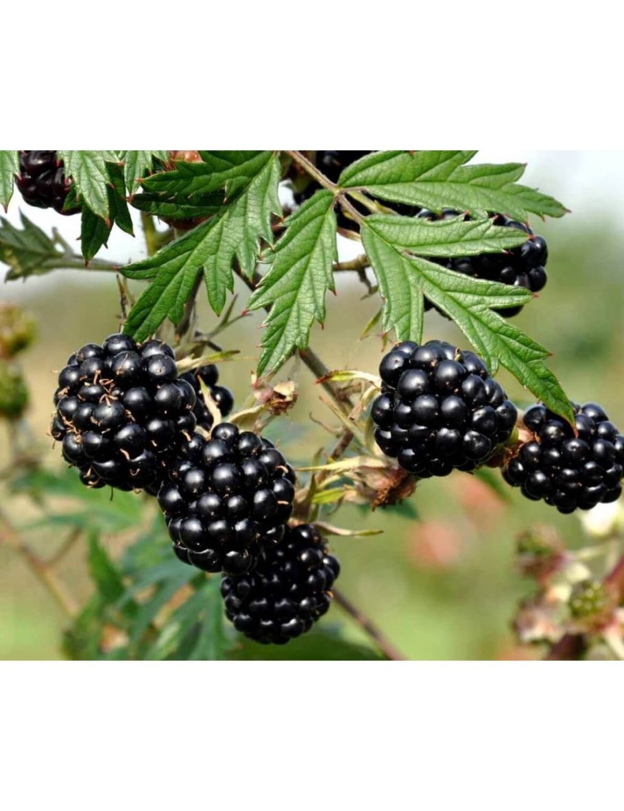 Ежевика бесшипная с резными листьями