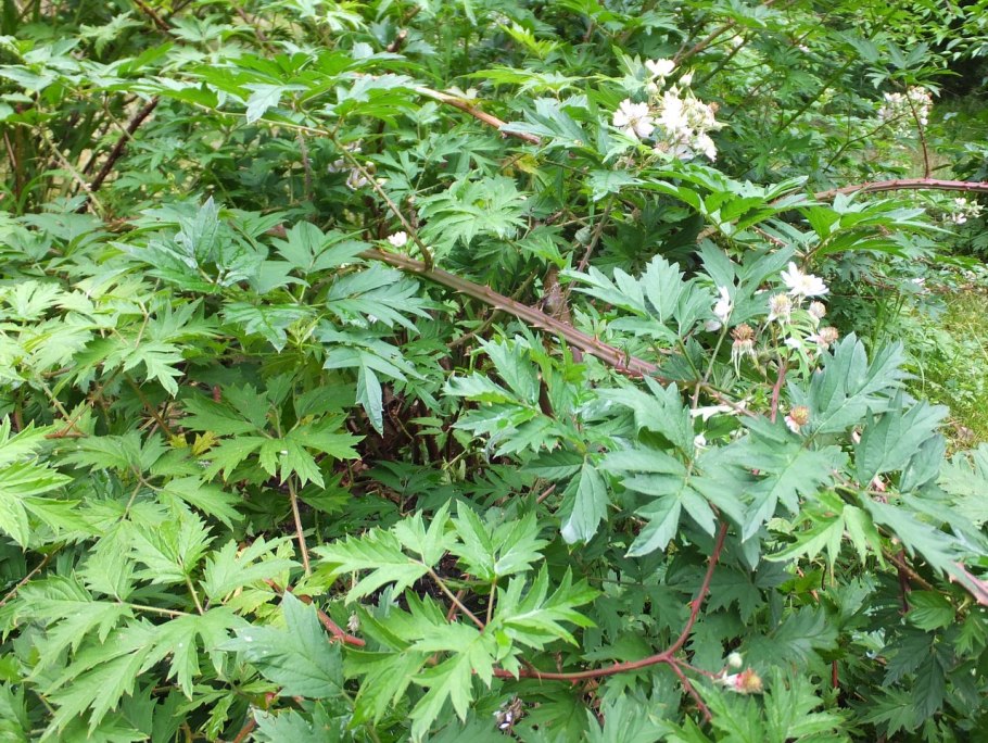 Ежевика разрезная сорта