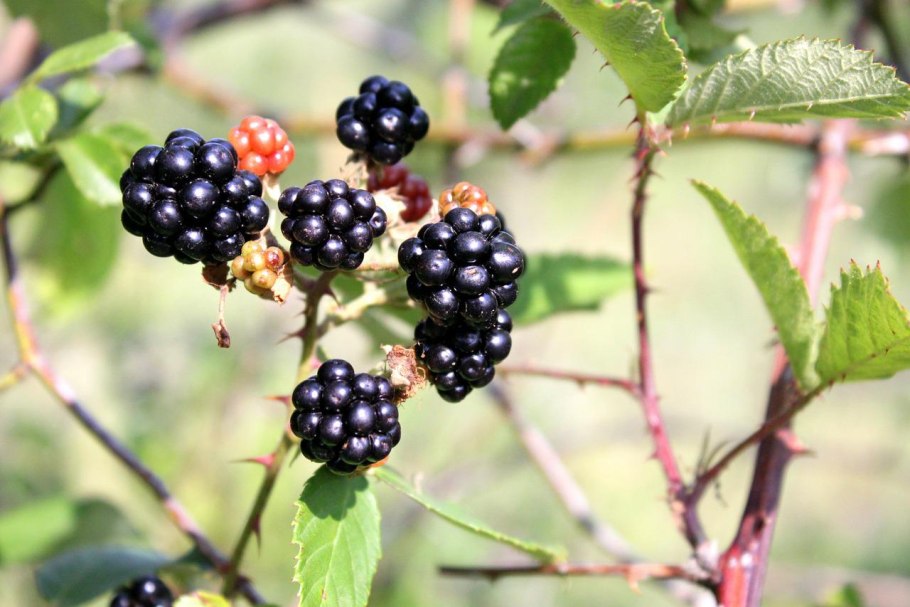 BLACKBERRY Bramble