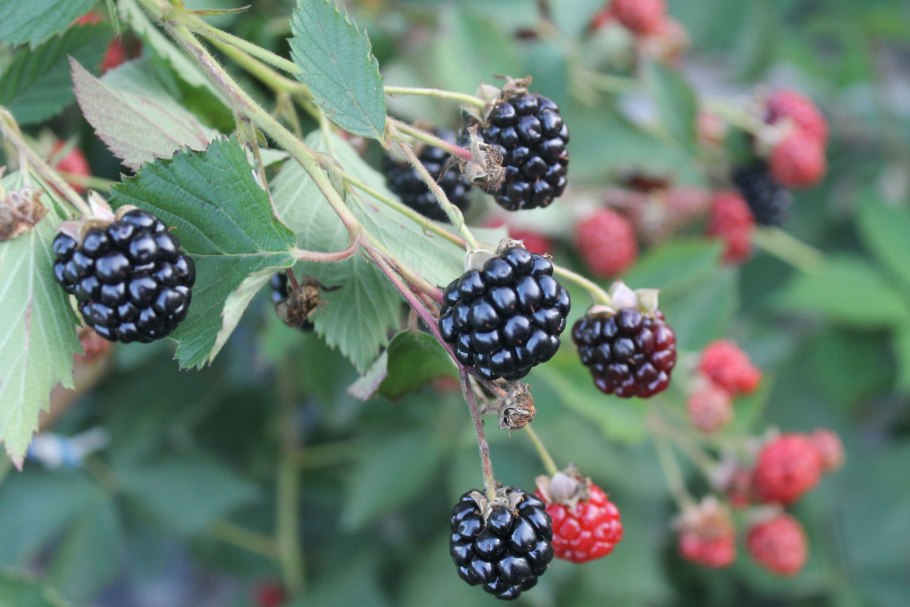 Языка вампира ежевика